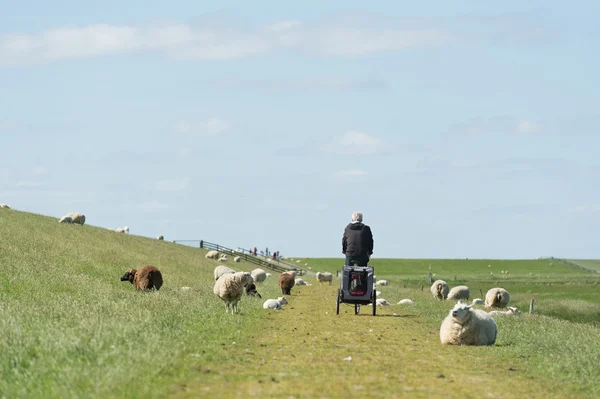 Hombre con bicicleta en dique holandés con ovejas —  Fotos de Stock