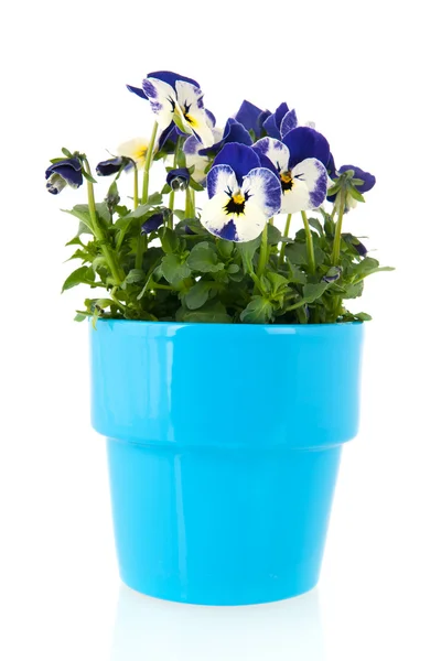 Pansy planta azul em vaso de flores — Fotografia de Stock