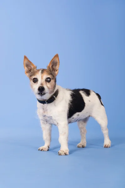 Very Old Jack russel — Stock Photo, Image