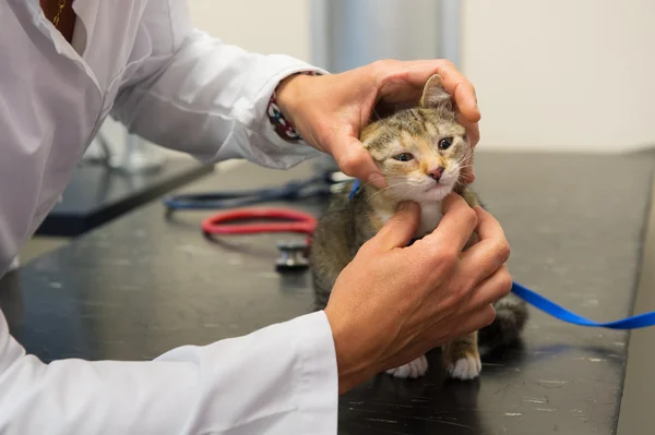 Veterinario esaminando piccolo gatto — Foto Stock