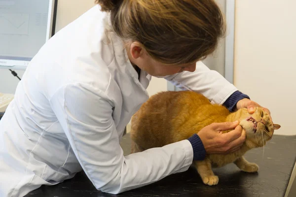 兽医检查齿形的猫 — 图库照片