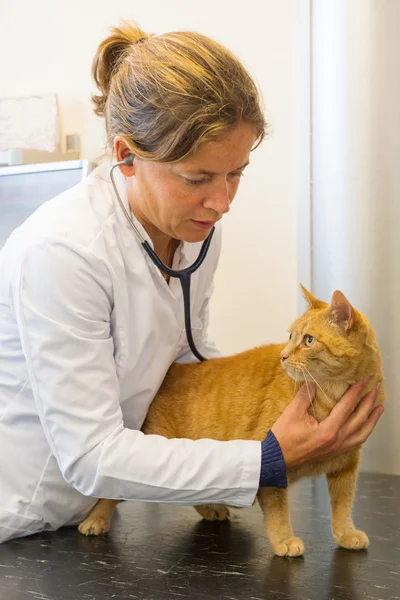 Veterinären är undersökning röd katt — Stockfoto