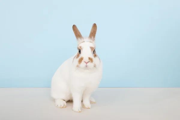 Braunes und weißes Kaninchen — Stockfoto