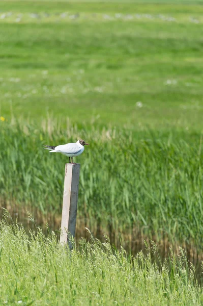 Black-headed gull on pole — Stock Photo, Image