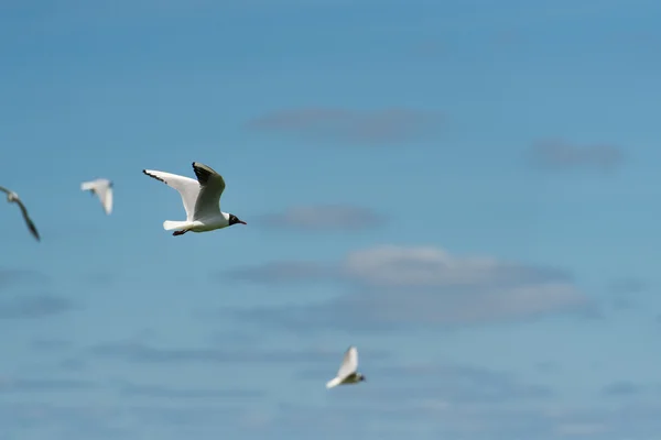 Black-headed gull flying in the air — Stock Photo, Image