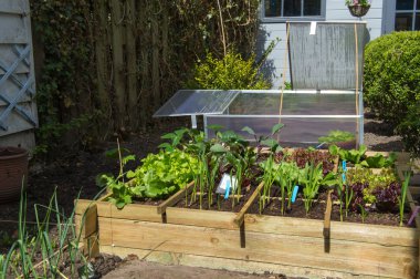 Vegetable garden clipart