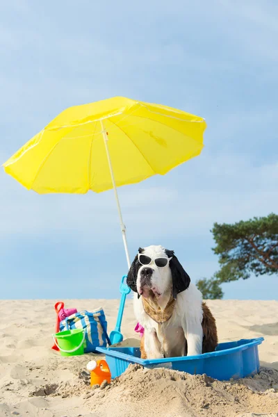 Arrefecimento para o cão na praia — Fotografia de Stock