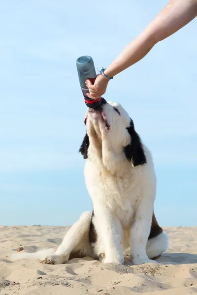 Perro beber agua de la botella — Foto de Stock