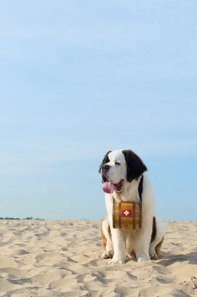 Rettungshund mit Tonne — Stockfoto