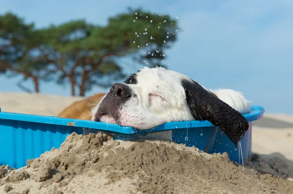 Abkühlung für Hund — Stockfoto