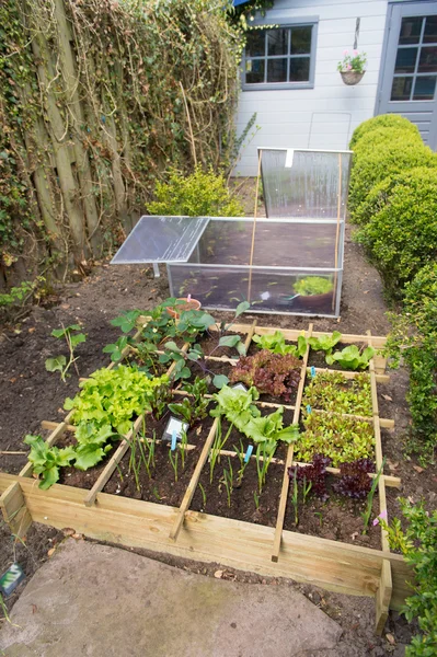 蔬菜花园 免版税图库图片