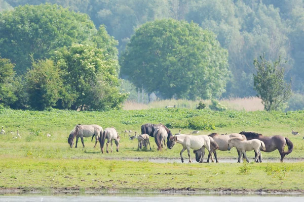 Cavalli di Konik — Foto Stock