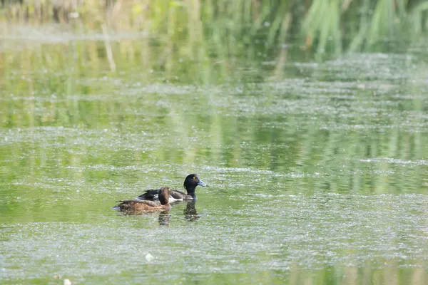 Couple tufted duck — Stock Photo, Image