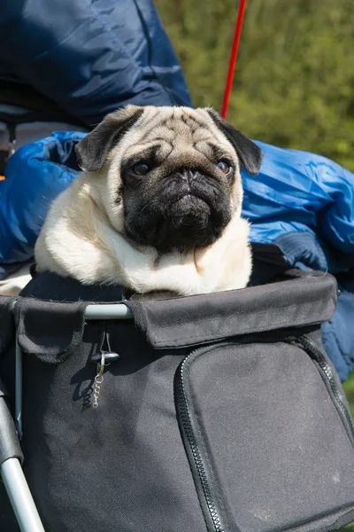 Cão deficiente — Fotografia de Stock