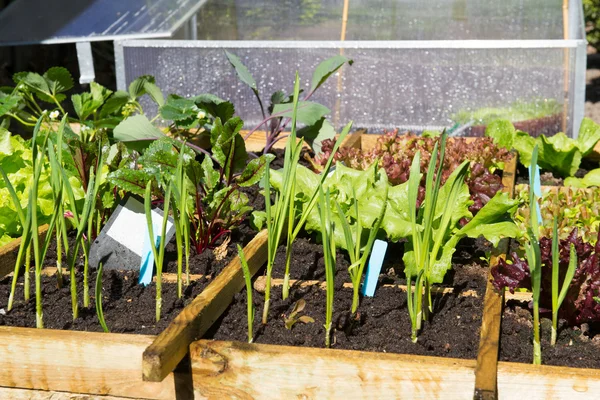 Gemüsegarten — Stockfoto