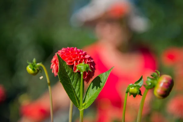Mujer en jardín de flores — Foto de Stock