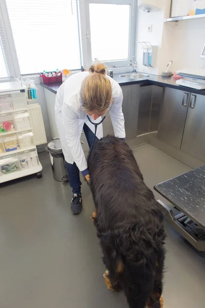 Veterinário está examinando um cachorro grande — Fotografia de Stock