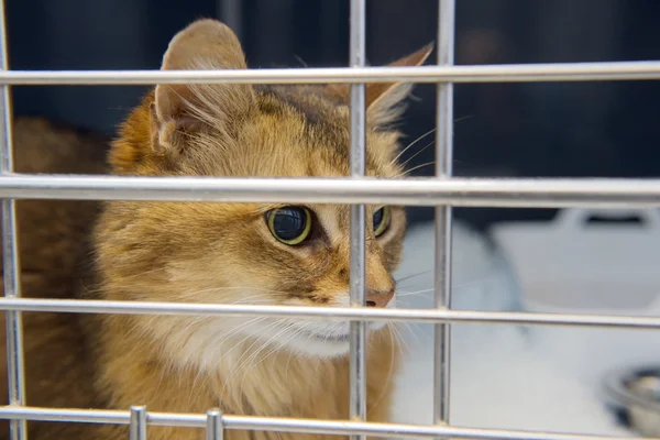 关在笼子里的猫 — 图库照片