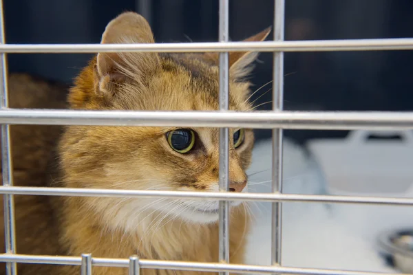 Gato en jaula — Foto de Stock