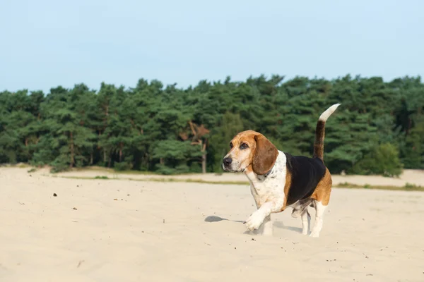 Beagle all'aperto — Foto Stock