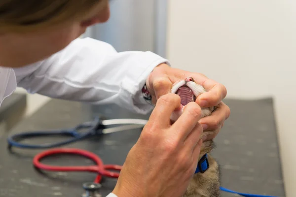 Veterinario examinando poco gato — Foto de Stock