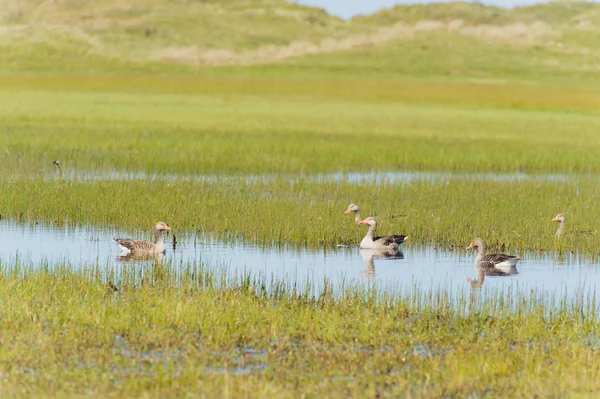 Greylag gooses at Terschelling — Stock Photo, Image