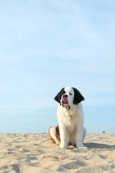 San Bernardo cachorro — Foto de Stock