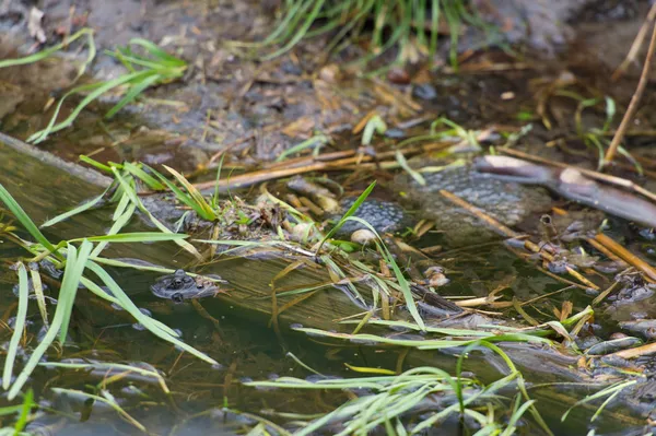 常见青蛙在水中交配 — 图库照片