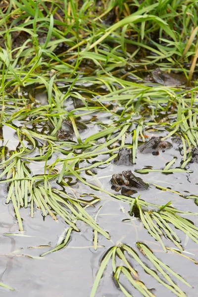 Обыкновенные лягушки спариваются в воде — стоковое фото