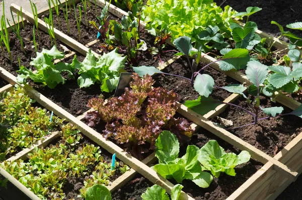 Gemüsegarten Stockbild