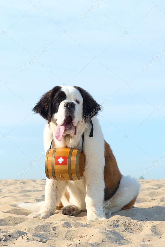 Rescue dog with barrel — Stock Photo © ivonnewierink 50321001