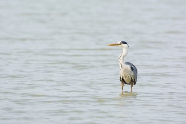 Büyük Mavi Balıkçıl