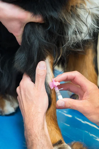 Tierarzt gibt großen Hund eine Infusion — Stockfoto