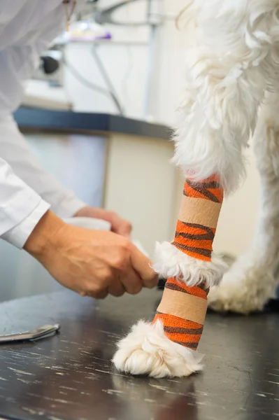 Veteriner de bandaj ile beyaz bir köpek — Stok fotoğraf