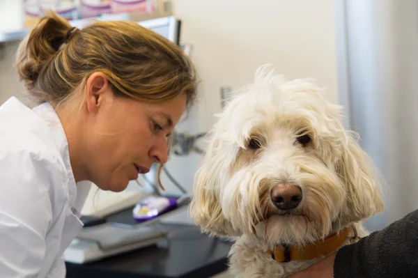 Bílý pudl na veterinární lékař — Stock fotografie