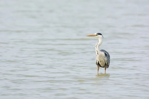 ग्रेट ब्लू हेरॉन — स्टॉक फोटो, इमेज