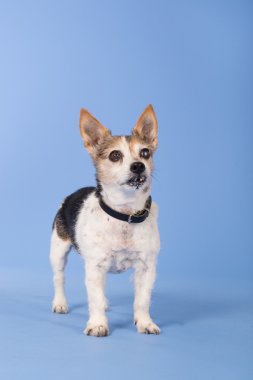 çok eski jack russel