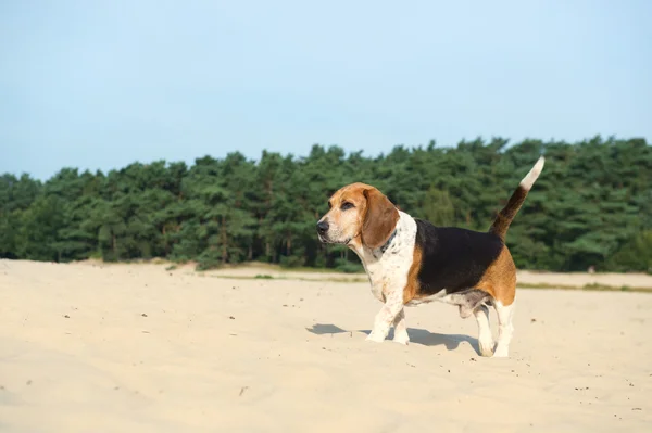 Beagle exterior —  Fotos de Stock