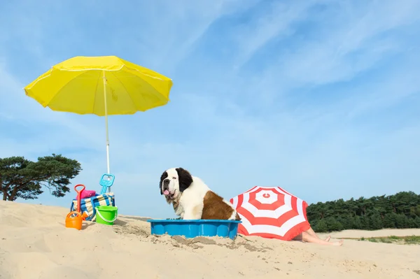 Arrefecimento para o cão na praia — Fotografia de Stock