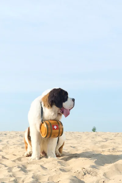 Rettungshund mit Tonne — Stockfoto