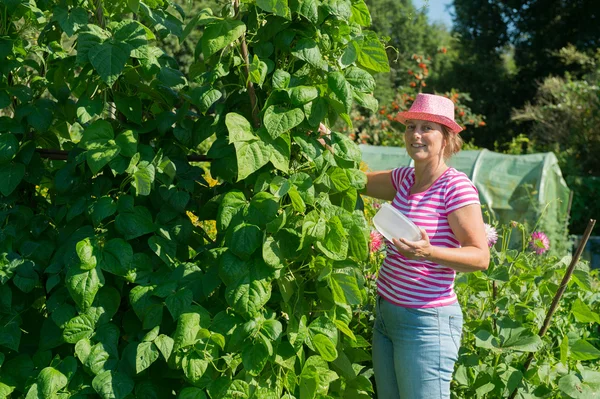 Vrouw in moestuin — Stockfoto