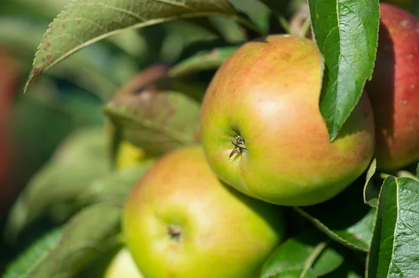 Apfelbaum — Stockfoto