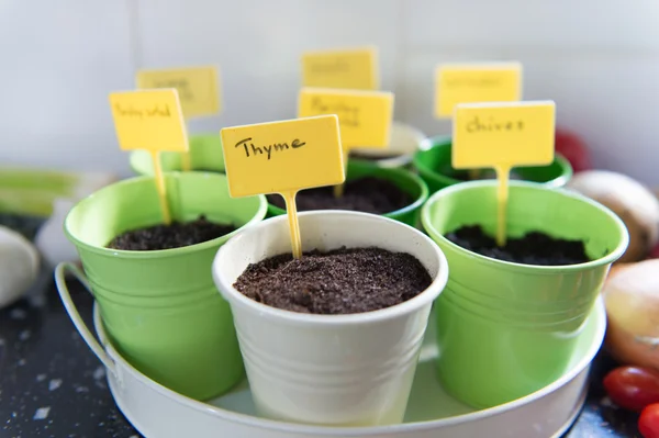 Sowing herbs — Stock Photo, Image