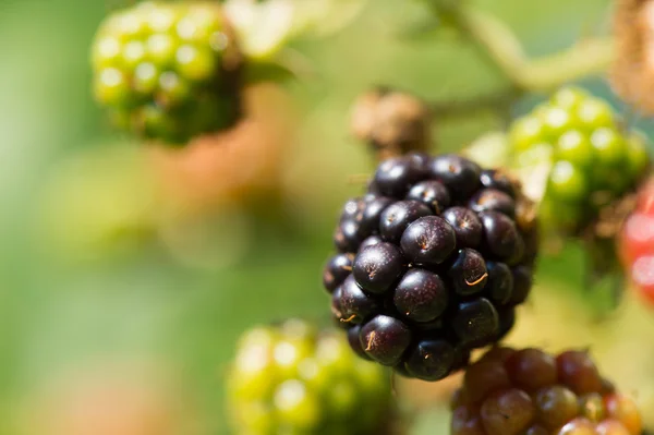 Brombeeren — Stockfoto