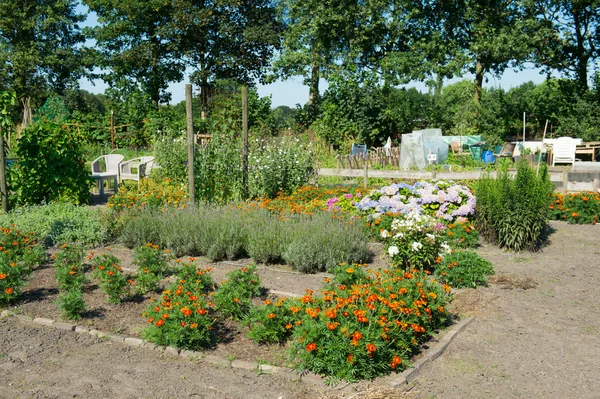 Köksträdgård med blommor på sommaren — Stockfoto