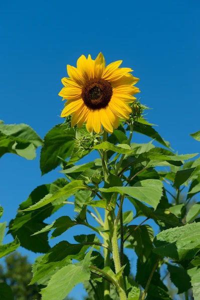 Sunflowers — Stock Photo, Image