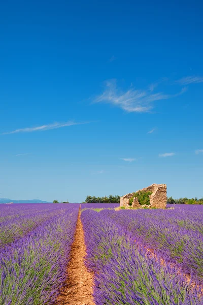 Παλιό ερείπιο στο lavender τους τομείς — Stockfoto