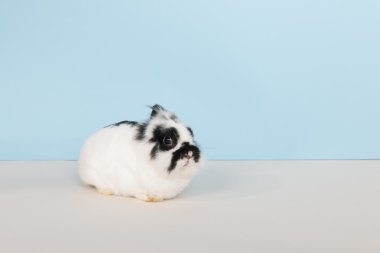 siyah ve beyaz tavşan