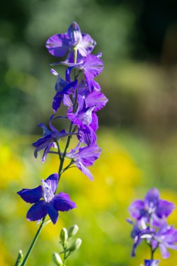 Larkspur