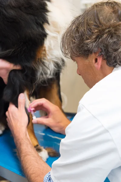 Büyük köpek bir telkin veren veteriner — Stok fotoğraf